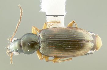 Media type: image;   Entomology 602195 Aspect: habitus dorsal view